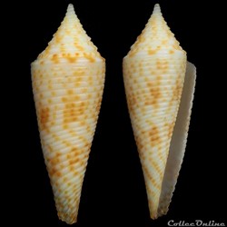 Fusiconus (Bathyconus) comatosus (Pilsbry, 1904)