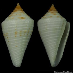 Dauciconus (Dauciconus) brunneobandatus (Petuch, 1992)