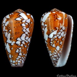 Darioconus behelokensis (Lauer, 1989)