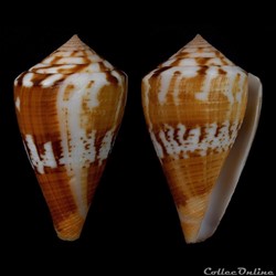 Dauciconus (Dauciconus) orion (Broderip, 1833)