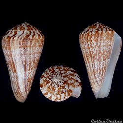 Kalloconus (Kalloconus) pulcher (Lighfoot, 1786)