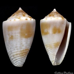 Ximeniconus (Jaspidiconus) mindanus (Hwass in Bruguière, 1792)