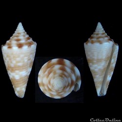 Conasprella baileyi (Röckel & da Mo a, 1979)