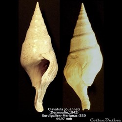 Clavatula Jouanneti (Desmoulin, 1842)