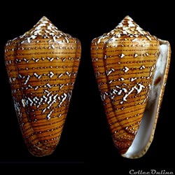 Tenorioconus cedonulli cedonulli (Linnaeus, 1767