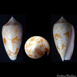 Cylindrus archiepiscopus f. sirventi (Fenaux, 1943)