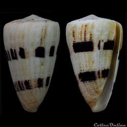 Strategoconus (Rolaniconus) augur (Ligthfoot, 1786)