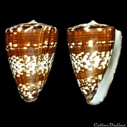 Kalloconus (Kalloconus) ateralbus (Kiener, 1845)