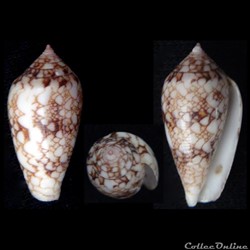 Cylindrus canonicus (Hwass, 1792)