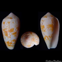 Cylindrus archiepiscopus f. sirventi (Fenaux, 1943)