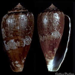 Floraconus (Ketyconus) tinianus (Hwass in Bruguière, 1792)