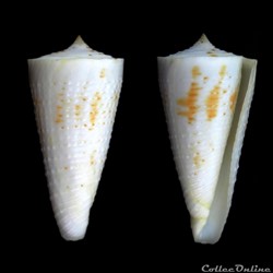 Kioconus (Kioconus) tribblei (Walls, 1977)
