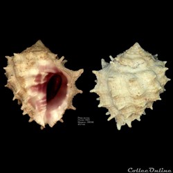 Drupa speciosa (Dunker, 1867)