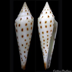 Dalliconus mazei (Deshayes, 1874)