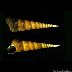 Turritella terebra terebra  (Linnaeus, C., 1758)