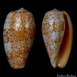 Textilia (Textilia) bullata (Linnaeus, 1758)