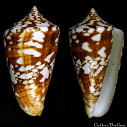 Leptoconus amadis (Gmelin, 1791)