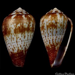 Lautoconus (Varioconus) variegatus (Kiener, 1845)
