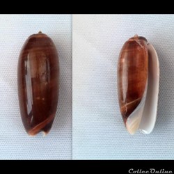 Oliva (Miniaceoliva) irisans irisans f fordii ( Johnson, C.W., 1910)