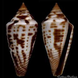 Dauciconus (Dauciconus) paschalli (Petuch, 1998)