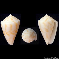 Eremiconus colmani (Röckel & Korn, 1990)