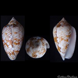 Cylindrus archiepiscopus f. concatenatus (Kiener, 1845)
