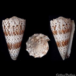 Rhombiconus imperialis (Linnaeus, 1758)