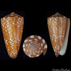 Eugeniconus victor f. abbai (Poppe & Tagaro, 2011)