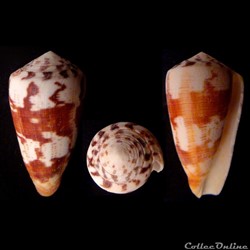 Strategoconus (Vituliconus) vitulinus (Hwass, 1792)