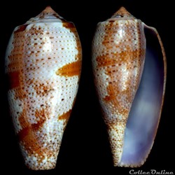 Gastridium tulipa (Linnaeus, 1758)