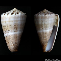 Lividoconus ( lividoconus) biliosus (Röding, 1798)