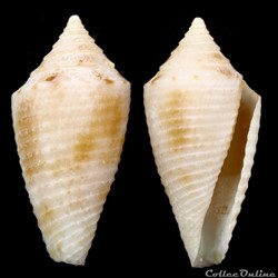 Conasprella hazinorum (Petuch & Myers, 2014)