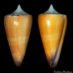 Strategoconus (Strategoconus) generalis f. Krabiensis (Linnaeus, 1767)