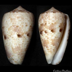 Phasmoconus (Phasmoconus) nimbosus (Hwass in Bruguière, 1792)