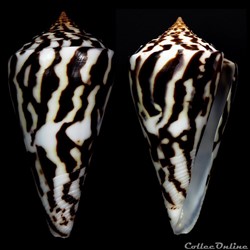 Kohniconus emarginatus (Reeve, 1844)