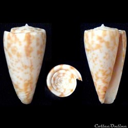 Klemaeconus rufimaculosus (Macpherson, 1959)