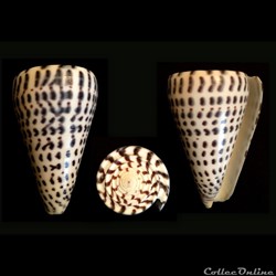 Lithoconus leopardus (Röding, 1798)
