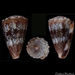Virroconus encaustus (Kiener, 1845)
