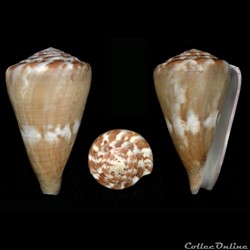 Rhizoconus namocanus (Hwass, 1792)