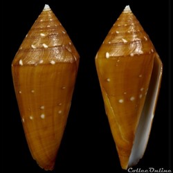 Profundiconus lani (Crandall, 1979)