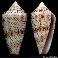 Ximeniconus (Ximeniconus) ximenes (Gray, 1839)
