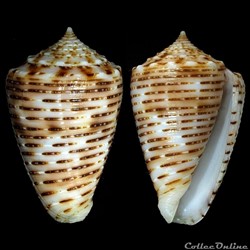 Phasmoconus (Fulgiconus) cebuensis (Wills, 1990)