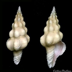 Nodolatirus nodatus (Gmelin, 1791)