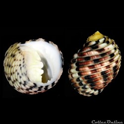 Nerita versicolor Gmelin, 1791
