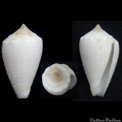 Strategoconus (Rolaniconus) dedonderi (Goethaels & Monsecour, 2013)