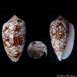 Cylindrus textile  (Linnaeus, 1758)