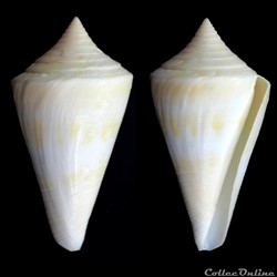 Dauciconus (Dauciconus) levistimpsoni Tucker, 2013