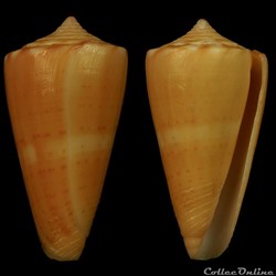 Dauciconus (Dauciconus) daucus (Hwass in Bruguière, 1792)