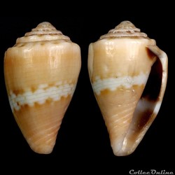 Pseudolilliconus korni (Raybaudi Massilia, 1993)
