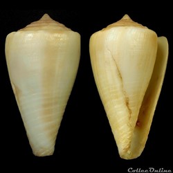 Monteiroconus ambiguus (Reeve, 1844)